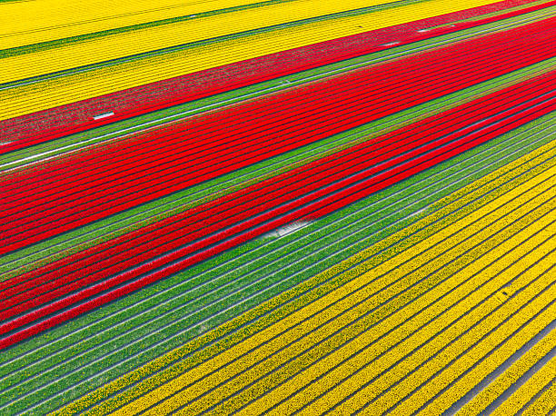 istock Tulips growing in agricutlural fields during springtime seen from above 2209161014