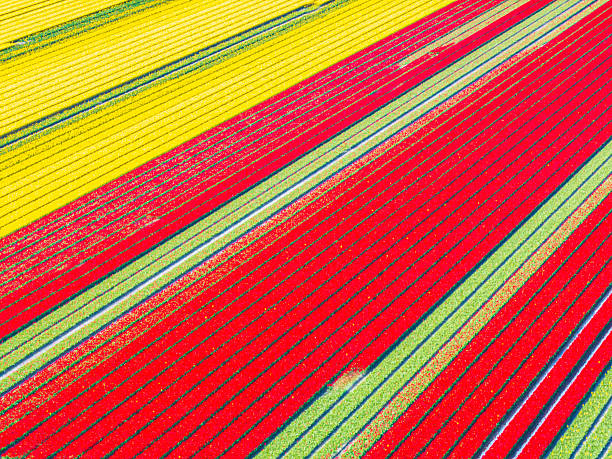 istock Tulips growing in agricutlural fields during springtime seen from above 2209161083