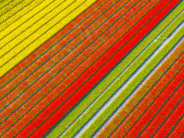 istock Tulips growing in agricutlural fields during springtime seen from above 2209161760