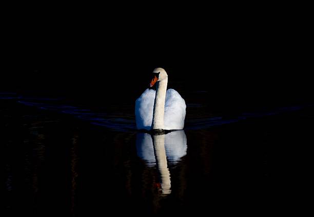 A graceful swan glides on a dark reflective lake, creating a serene and elegant scene.