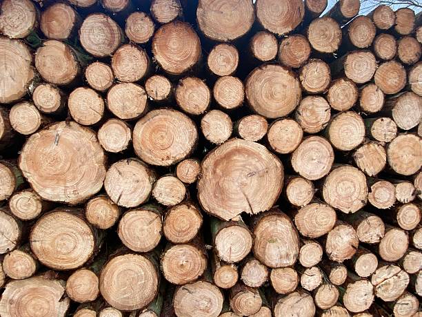 Stack of firewood with beech wood in the forest