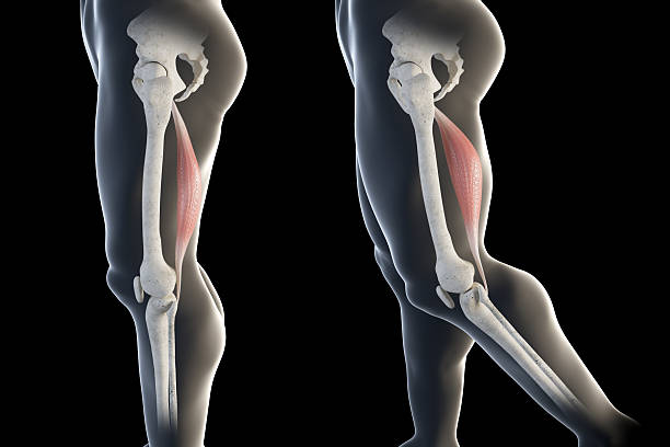 istock 3d Illustration of Semitendinosus Muscles Movement Side View 2209165143