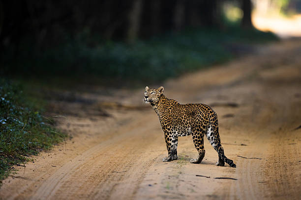 istock Sri Lankan Leopard crossing the road 2209165927