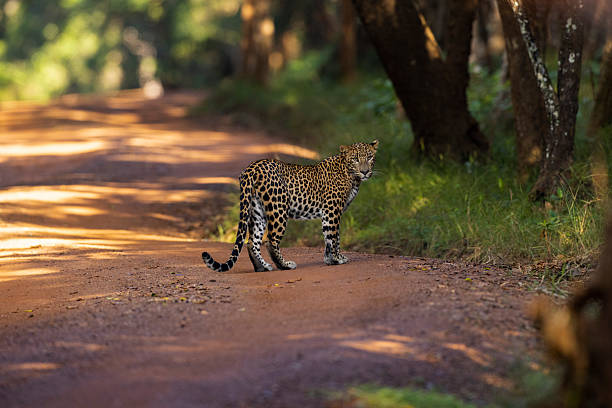 istock Sri Lankan Leopard crossing the road 2209166959