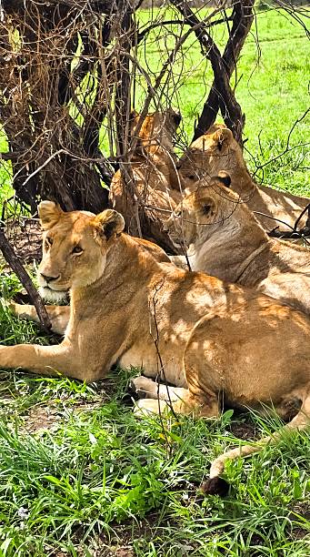 istock Group of lionesses resting under tree branches in Africa 2209169605
