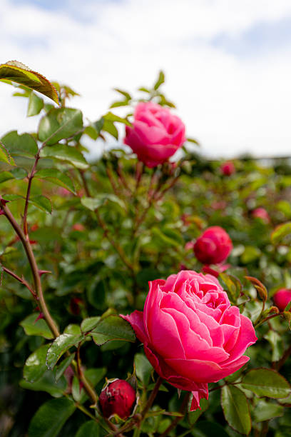 istock Close-up of  red roses in full bloom 2209172882
