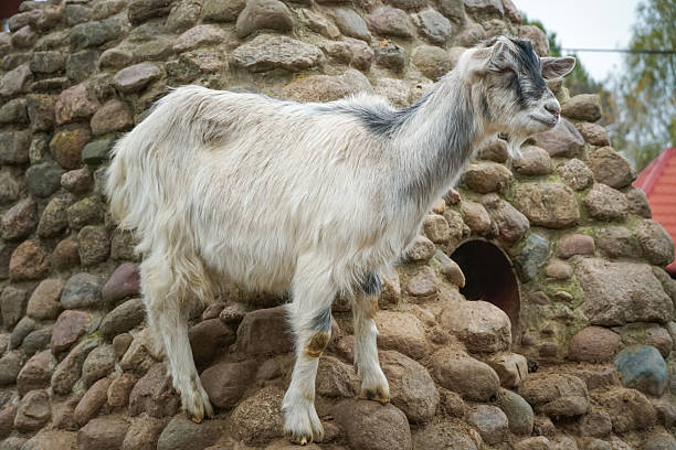 istock White and grey domestic goat with small horns standing calmly on a cobblestone structure inside a zoo enclosure, adapting well to its artificial habitat 2209173990