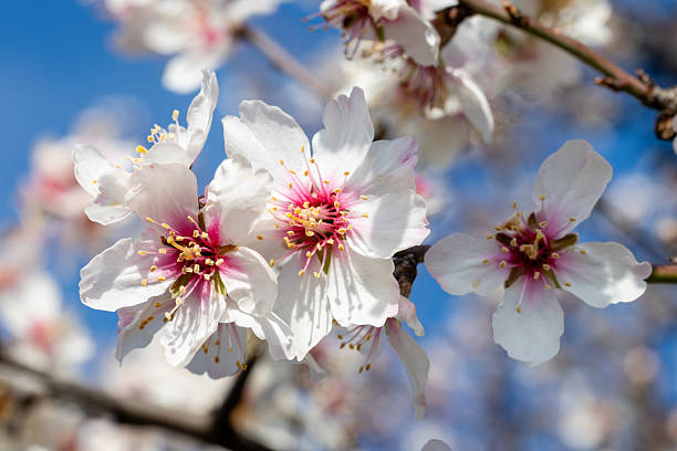istock Almond blossoms in a garden in Madrid 2209174456