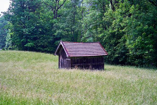 A rustic wooden shed stands in a lush green meadow surrounded by dense forest trees under a bright sky.
