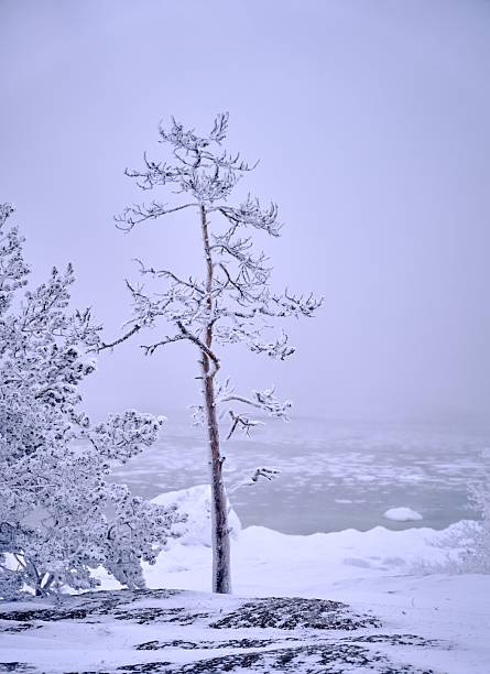 A serene winter landscape featuring a snow-covered tree by a frozen lake under a pale sky, capturing the tranquil beauty of nature.