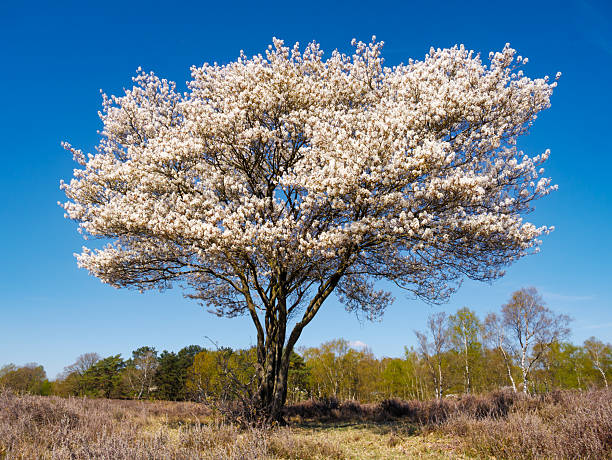 istock Blooming serviceberry, Amelanchier lamarckii, against clear blue sky, Netherlands 2209180903