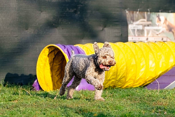 istock lagotto romagnolo 2209181174