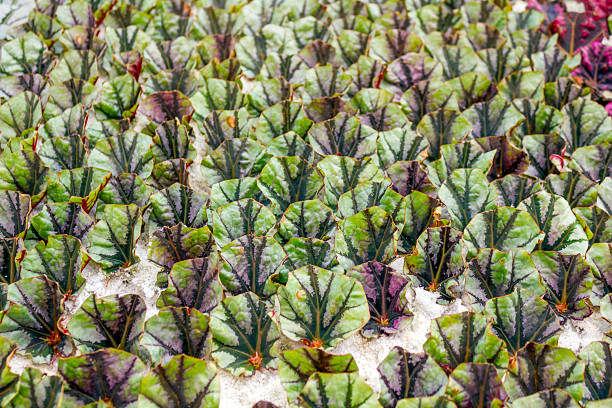Rows of young Begonia rex leaves grown through hydroponic propagation inside a greenhouse, showcasing vibrant foliage patterns and early-stage cultivation technology.