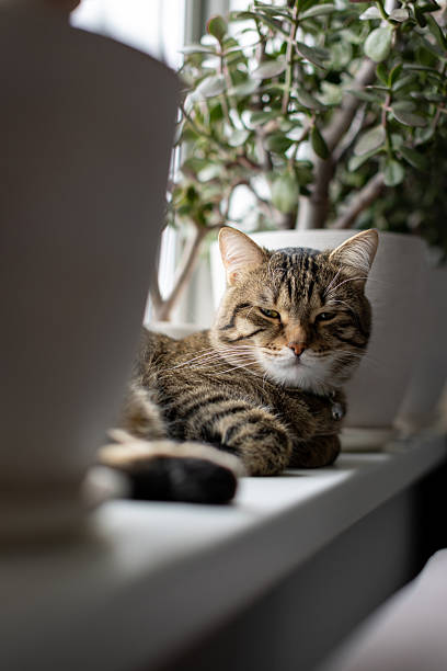istock The cat is lying on the windowsill, dozing 2209184764