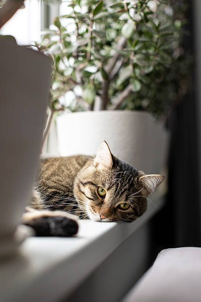istock The cat is lying on the windowsill 2209184766
