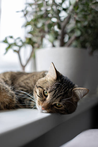 istock The cat is lying on the windowsill 2209184769