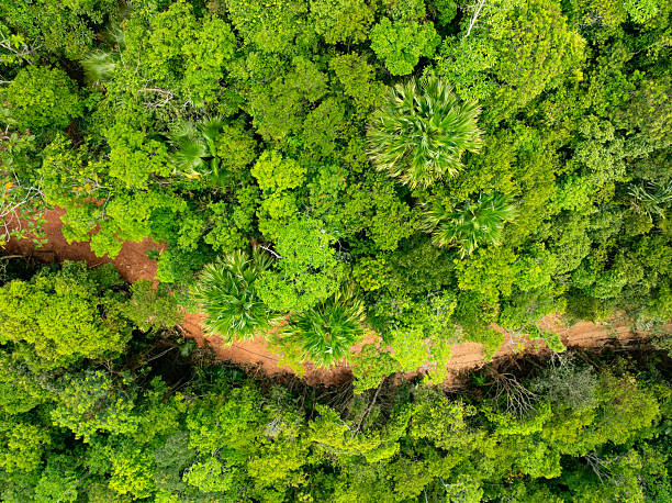 istock Aerial view nature abundant forest trees,Top view Forest ecosystem concept and background, Texture of green leaves in rainforests, Conservation concept,Natural scenery tropical green forest background 2209184889