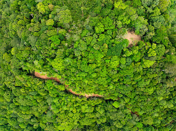 istock Aerial view nature abundant forest trees,Top view Forest ecosystem concept and background, Texture of green leaves in rainforests, Conservation concept,Natural scenery tropical green forest background 2209185013