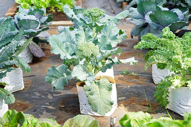 istock Lacinato Kale grown in the field. 2209185161