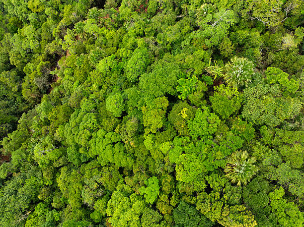 istock Aerial view nature abundant forest trees,Top view Forest ecosystem concept and background, Texture of green leaves in rainforests, Conservation concept,Natural scenery tropical green forest background 2209185335