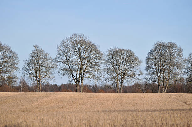 istock Scenic view of a field 2209185654