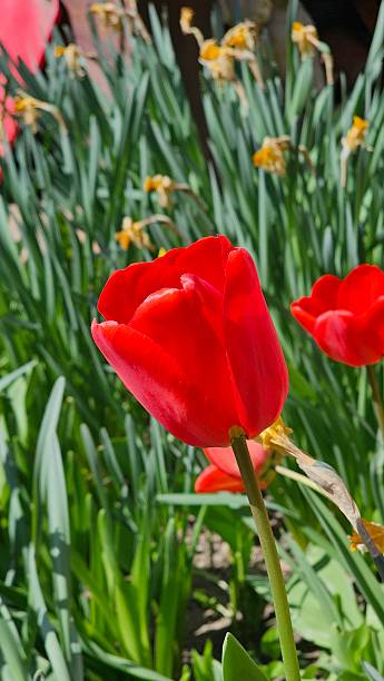 istock red tulips bloom in the garden in April 2209185909