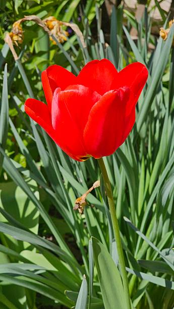 istock red tulips bloom in the garden in April 2209185922