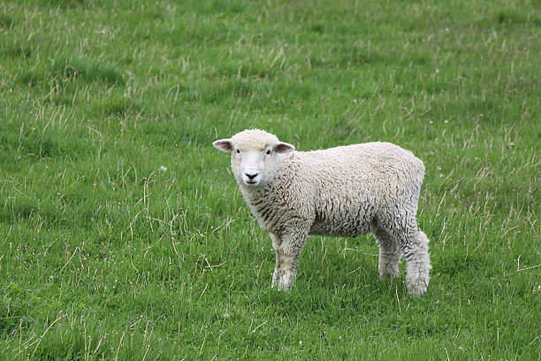 istock Romneyschaf / Romney sheep / Ovis 2209186138
