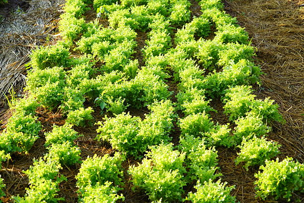 A close-up view of a vibrant green lettuce field inside a greenhouse, highlighting the texture and freshness of the leaves.