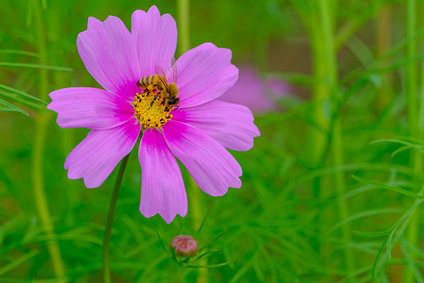 A honeybee gathers nectar from the center of a vibrant pink cosmos flower. The background is a soft blur of green foliage.