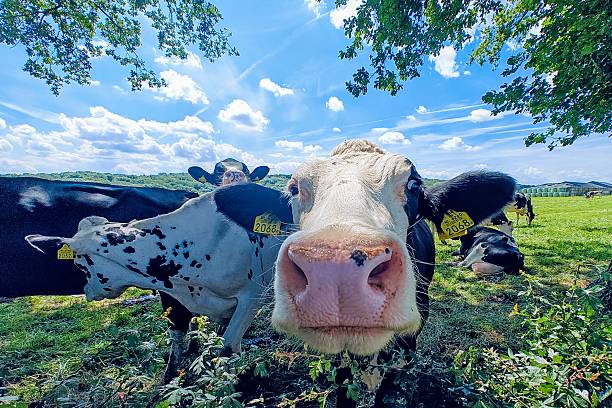 istock Gulpen Limburg 2209187890