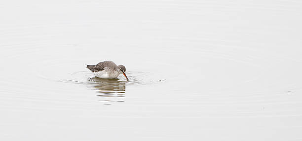 L 29-33cm. Breeds in open, arctic taiga near bogs and marshes and on tundra.On passage, singly or (mainly in spring) in small groups, on inland and coastal marshes, lagoons, less commonly on coasts; female birds move S as early as June.This Picture is made in Zeeland (Netherlands) in Winter of 2025.