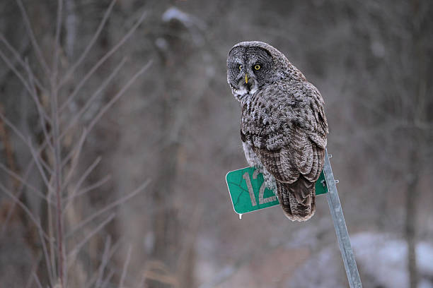 istock A Great Gray Owl hunting on a road sign 2209190482