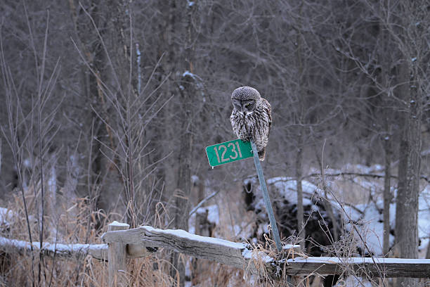 istock A Great Gray Owl hunting on a road sign 2209190519