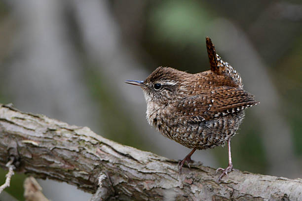 Winter Wren bird in forest