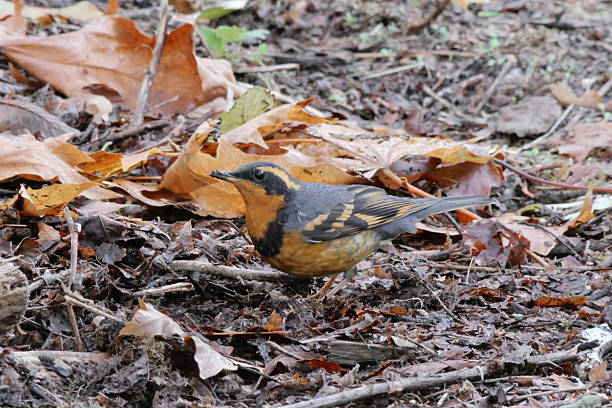 Varied trush bird standing on fallen leaves during a fall season at Buntzen Lake in Anmore, British Columbia, Canada.