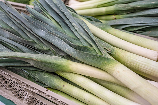 Three stalks of fresh green leek isolated on a white background with copy space. Allium ampeloprasum var. porrum, or spring onion, is one of the varieties of the Allium ampeloprasum species.