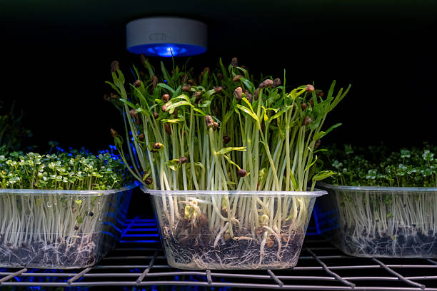 istock Seeds sprouting under artificial light in a controlled indoor garden setup for urban farming 2209191369