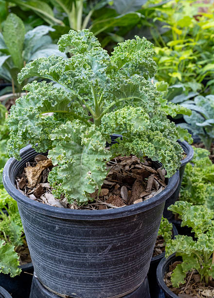 Kale plant growing in a garden pot surrounded by various leafy greens during daylight
