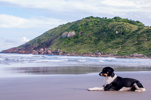 Stray dog sitting on a beautiful beach