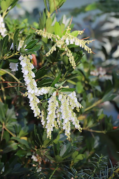 istock White Japanese pieris flowers 2209193434