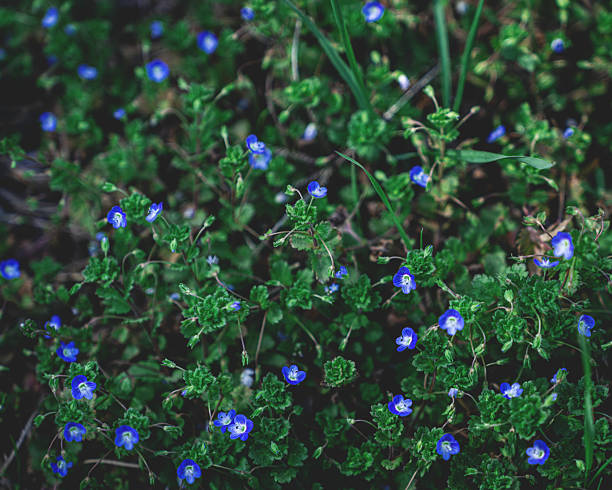 Veronica didyma Tenore blooming