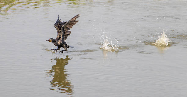 istock Cormorant takeoff on the water surface,Thailand 2209195827