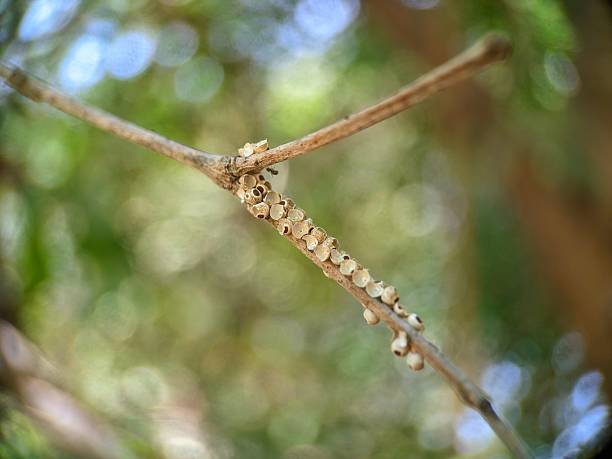 istock Eggs of caterpillar moth insect. 2209195980
