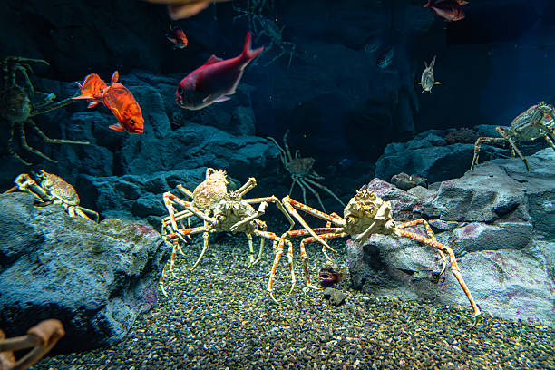 istock The Japanese giant crabs 2209196699