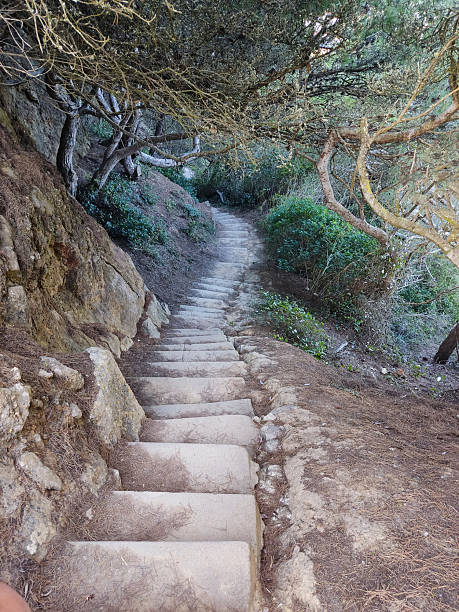 Tranquil scene with stone stairs leading up a hillside, framed by trees. Represents journey, challenge, and nature. Ideal for themes of progress, hiking, or outdoor adventure.
