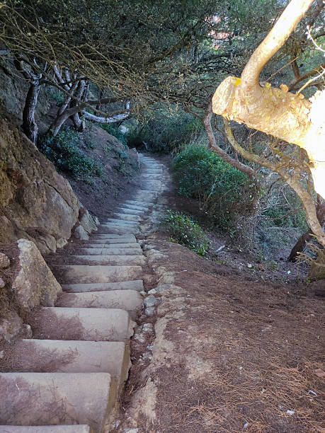 istock Stone stairway ascends through a leafy forest, leading upwards. Symbolizes progress, challenges, or journeys. Ideal for personal growth or nature concepts. 2209196739