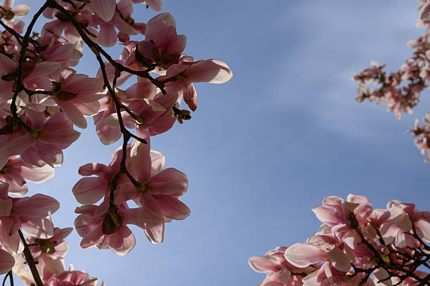 istock Blooming Pink Magnolia Flowers Against Clear Blue Sky in Springtime 2209199145