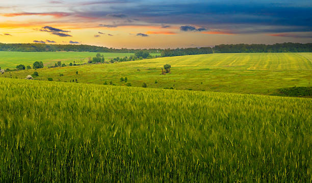 istock Wheat field and colorful sunrise. 2209199212