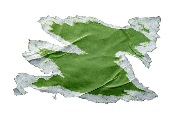 Peeled green paper poster texture with jagged edge on white background with clipping path